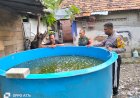 Bhabinkamtibmas-Desa-Wedi-Dampingi-Warga-Budidaya-Ikan-Lele