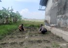 Maksimalkan-Pengelolahan-Pekarangan-Bergizi-SDN-I-Kedung-Sugo