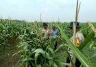 POLRESTA-SIDOARJO-|-Polsek-Balongbendo-Patroli-Desa-Ketahanan-Pangan-Pekarangan-Tanaman-Jagung