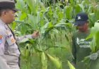 Sinergi-Polri-dan-Petani,-Cek-Pemangkasan-Jagung-di-Lahan-Ketahanan-Pangan-Desa-Bakungtemenggungan