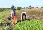 Polsek-Balongbendo-Patroli-Ketahanan-Pangan,-Ajak-Petani-Dukung-Program-Asta-Cita-Presiden