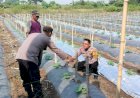 Polsek-Taman-Tinjau-Perkembangan-Lahan-Ketahanan-Tanaman-Pepaya-di-Kelurahan-Sepanjang