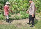 Warga-Kedungturi-Taman-Manfaatkan-Lahan-Kosong-untuk-Sukseskan-Program-Ketahanan-Pangan