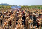 Panen-Jagung-Kuartal-III-di-Kecamatan-Balongbendo