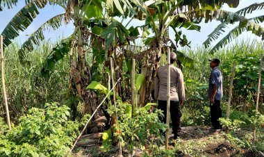 Bhabinkamtibmas-Desa-Kemantren-Sambang-Desa,-Dukung-Ketahanan-Pangan-Lewat-Ajakan-Tanam-Pohon-Pisang