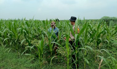 Anggota-Polsek-Balongbendo-Tinjau-Lahan-P2B-Bumdes-Bakungtemenggungan,-Dukung-Ketahanan-Pangan-Nasional
