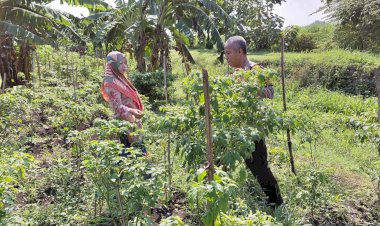 Polsek-Tulangan-Dukung-Ketahanan-Pangan,-Tinjau-Perkebunan-Cabai-Warga-Kemantren