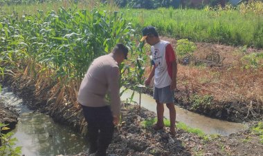 Polsek-Sedati-Pantau-Perkembangan-Tanaman-Jagung-di-Desa-Betro