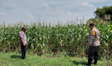 Dukung-Ketahanan-Pangan,-Polsek-Tulangan-Gandeng-Petani-Optimalkan-Tanaman-Jagung-Agar-Berhasil