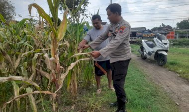 Ketahanan-Pangan-Polri:-Polsek-Prambon-Dampingi-Petani-Kelola-Lahan-Jagung,-Perkuat-Swasembada-Pangan-di-Sidoarjo