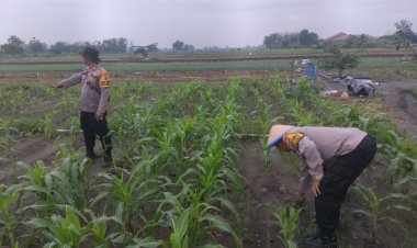 Polisi-dan-Petani-Bersinergi,-Polsek-Krembung-Optimalkan-Jagung-Hibrida-untuk-Perkuat-Ketahanan-Pangan-Nasional