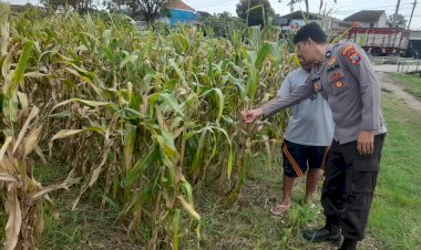 Polsek-Prambon-Pantau-Tanaman-Jagung,-Dukung-dalam-Mewujudkan-Ketahanan-Pangan