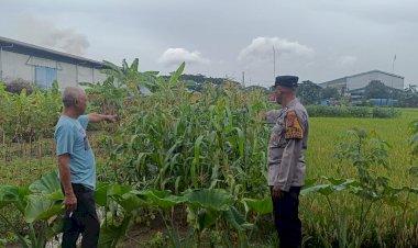 Dukung-Asta-Cita-Presiden,-Bhabinkamtibmas-Polsek-Krian-Sidoarjo-Intensifkan-Pemantauan-Lahan-Jagung