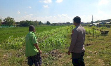 Di-Lahan-Jagung-Desa-Popoh,-Polsek-Wonoayu-Hadir-Menjaga-Harapan-Panen-dan-Ketahanan-Pangan