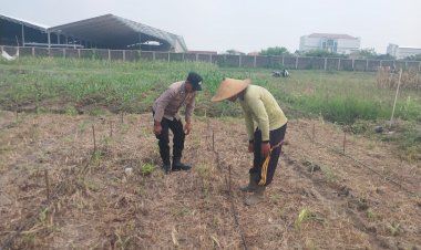 Polsek-Sidoarjo-Kota-Intensif-Dampingi-Perawatan-Jagung-Dukung-Swasembada-Pangan