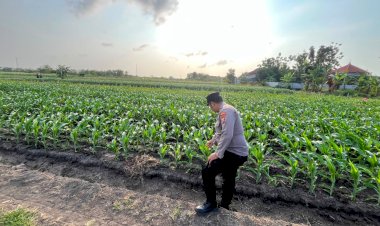 Polsek-Krembung-Intensif-Patroli-lahan-Jagung-P2B-Demi-Swasembada-Pangan-Nasional