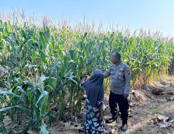 Jelang Panen, Polisi Pantau Tanaman Jagung Petani Binaan di Desa Bulang Prambon