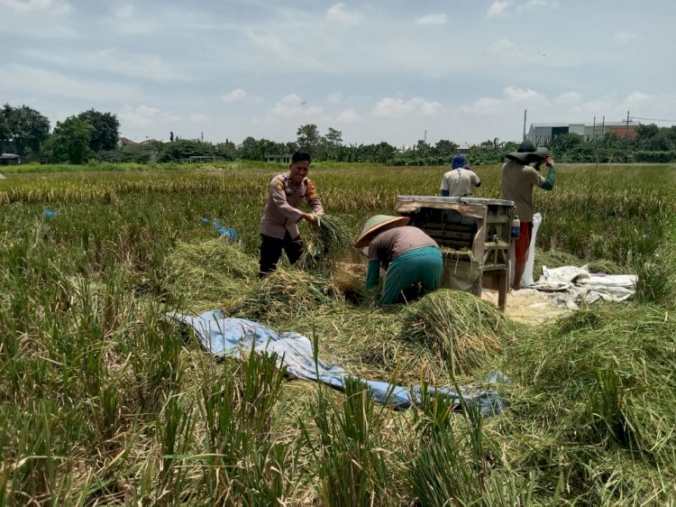 Bhabinkamtibmas Desa Banjarsari Apresiasi Panen Padi Warga sebagai Wujud Keberhasilan Ketahanan Pangan