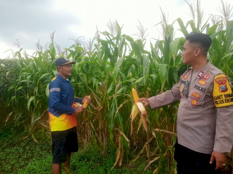 Pastikan Panen Jagung Berhasil, Kanit Binmas Polsek Krembung Turun ke Lahan Pertanian