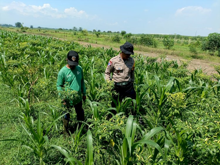 Wujudkan Program Pekarangan Pangan Bergizi, Bhabinkamtibmas Desa Seketi Lakukan Hal ini...