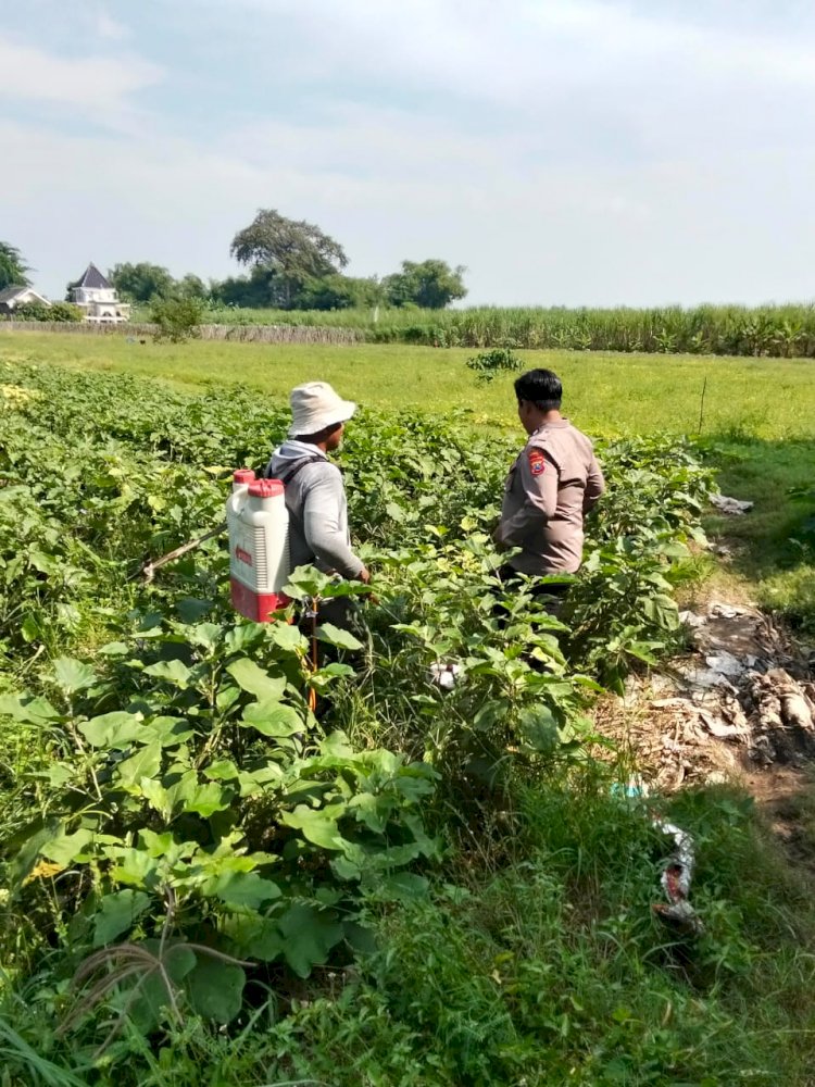 Anggota Polsek Prambon Tinjau Program Ketahanan Pangan di Sawah Warga
