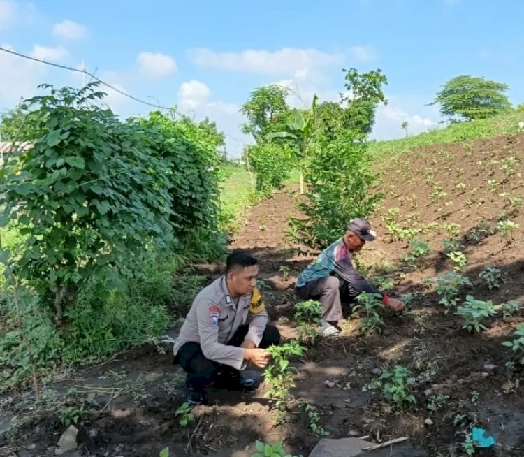 Bhabinkamtibmas Desa Jemirahan Polsek Jabon Tinjau Lahan P2B, Dukung Ketahanan Pangan dan Swasembada Mandiri