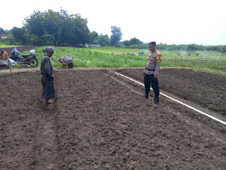 Kanit Binmas Polsek Krembung Bersama Petani Apresiasi Ketahanan Pangan Bawang Merah di Desa Lemujut
