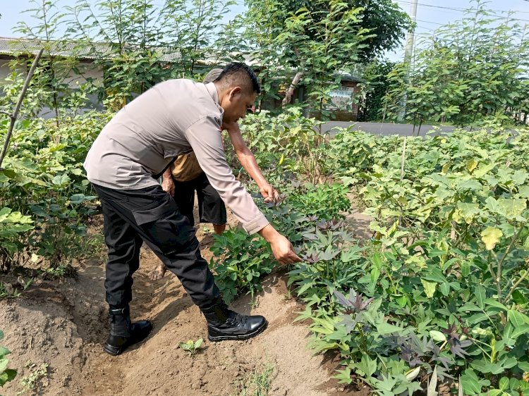 Bhabinkamtibmas Jemirahan Apresiasi Perkembangan Sayur Krai untuk Dukung Ketahanan Pangan Sidoarjo
