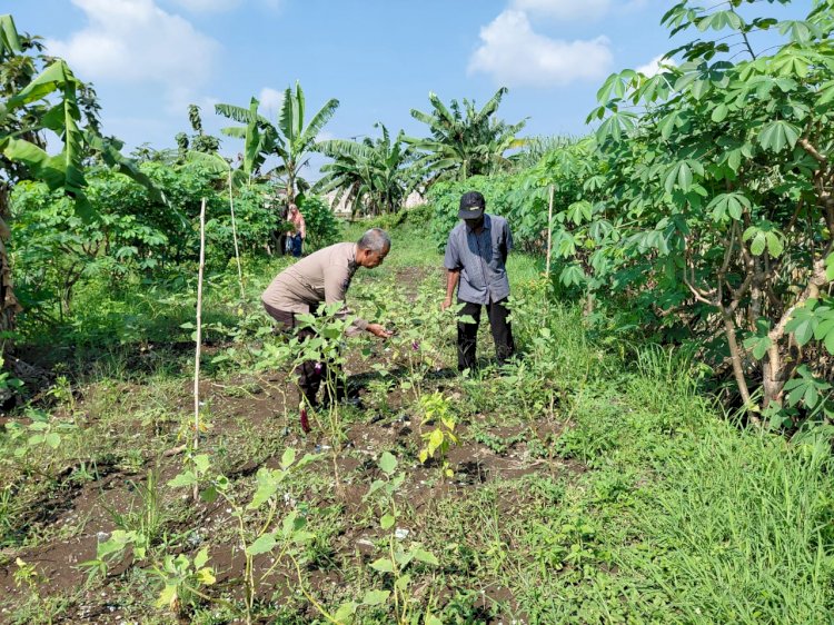 Bhabinkamtibmas Kemantren Koordinasi dengan Petani Terong dan Cabai Dukung Ketahanan Pangan
