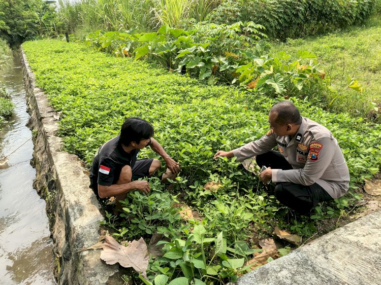 Bhabinkamtibmas Polsek Prambon Pantau Ketahanan Pangan Lahan Kacang Tanah di Desa Watutulis