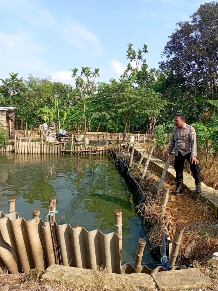 Bhabinkamtibmas Desa Kali Pecabean Polsek Candi Tinjau Budidaya Ikan Lele Wujudkan Ketahanan Pangan