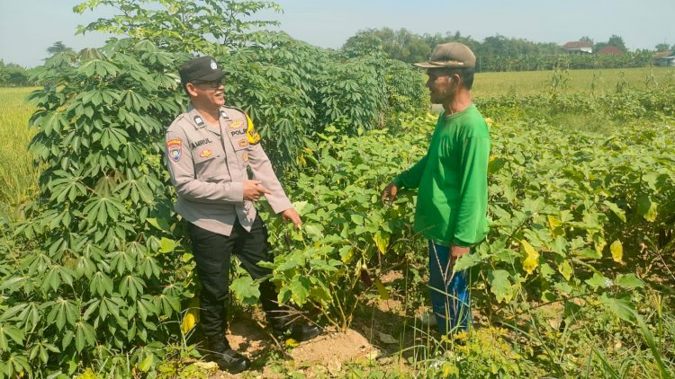 Polsek Krembung Dampingi Petani Jagung di Tanjekwagir untuk Wujudkan Ketahanan Pangan Polresta Sidoarjo