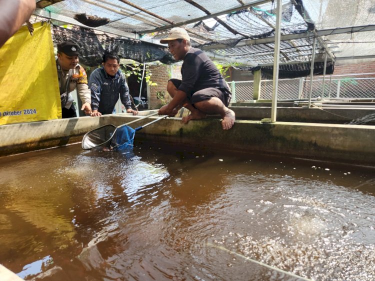 Sinergi Warga dan Aparat Desa Ketajen Wujudkan Ketahanan Pangan Lewat Budidaya Ikan Nila