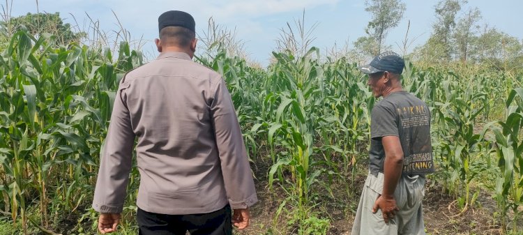 Polsek Sukodono Apresiasi Ketahanan Pangan: 500 Batang Jagung Tumbuh di Pekarangan Warga Pademonegoro