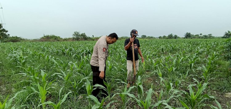 Kapolsek Tarik Gerakkan Polisi Cinta Petani untuk Cegah Gagal Panen Jagung