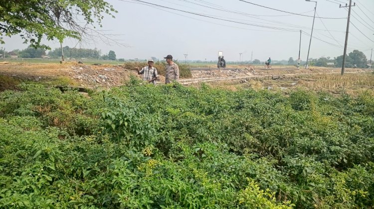 Polsek Tarik Gencarkan Sambang Desa, Dampingi Petani Cabai