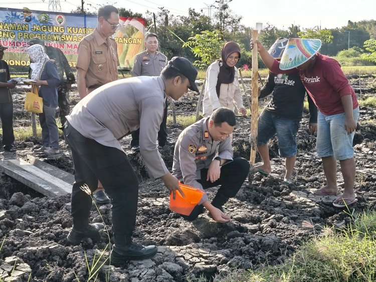 Kapolsek Wonoayu bersama Gapoktan Tanam Jagung Kuartal II, Dukung Swasembada Pangan Nasional
