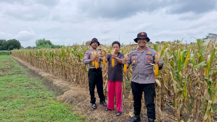 Polri Kawal Panen Jagung di Desa Singkalan