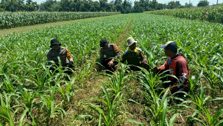 Polsek Balongbendo Kawal Perkembangan Tanaman Jagung, Dukung Ketahanan Pangan dan Swasembada Pangan Nasional