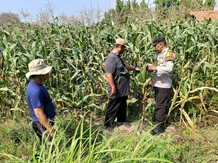 Polsek Sidoarjo Kota Dampingi Perawatan Jagung untuk Dukung Swasembada Pangan