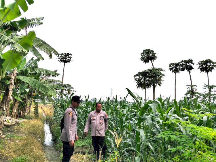Wujudkan Asta Cita Presiden Prabowo, Polisi di Sidoarjo Dampingi Petani Jagung demi Swasembada Pangan