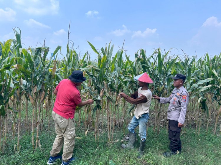 Polisi dan Petani Optimalkan Lahan Jagung di Prambon Demi Dukung Ketahanan Pangan