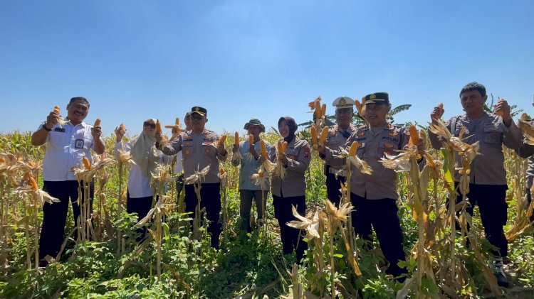Panen Raya Jagung di Punggul, Polsek Gedangan Perkuat Swasembada Pangan